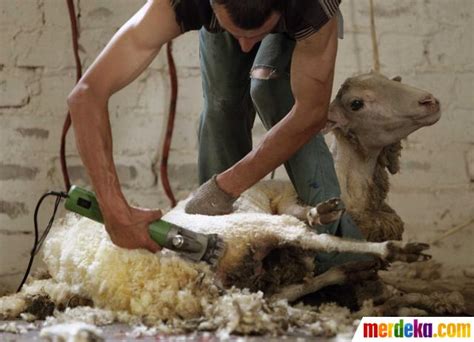 Bulu domba mereka lembut dan lentur, itulah mengapa ia berfungsi sebagai bahan ideal untuk bantal. Foto : Melihat pencukuran bulu domba di Belarusia| merdeka.com