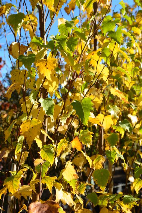 Parkland Pillar Birch Kiwi Nurseries Ltd