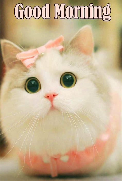 Cute Animal Images Cho Good Morning Cute Animal Với Lời Chúc Tốt đẹp Nhất