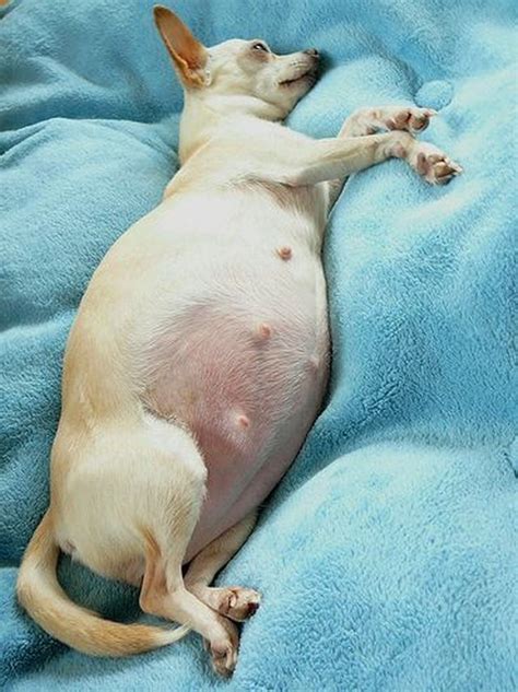 19 Dogs Who Are So Insanely Pregnant Were Speechless Cuteness