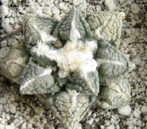 Growing your own peyote cactus is a fun and rewarding experience. PlantFiles Pictures: Ariocarpus Species, Chautle, False ...