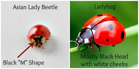 asian lady beetles plant for success