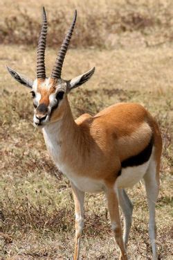 Grant's gazzele take down cheetah with horns, lion hunt imapala failplease go here to donate to the channel if you love it. Gazelle - CreationWiki, the encyclopedia of creation science