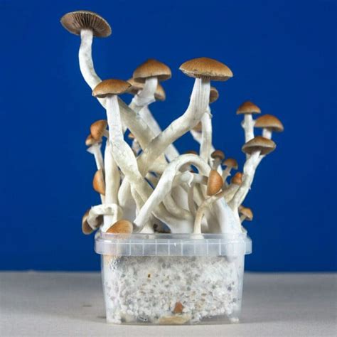 Magic Mushroom Grow Kit Shrooma Ohm Kit Wholecelium