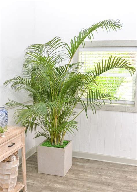 Areca Palm For Sale Online Full Sized High Quality Plant Shipped To You