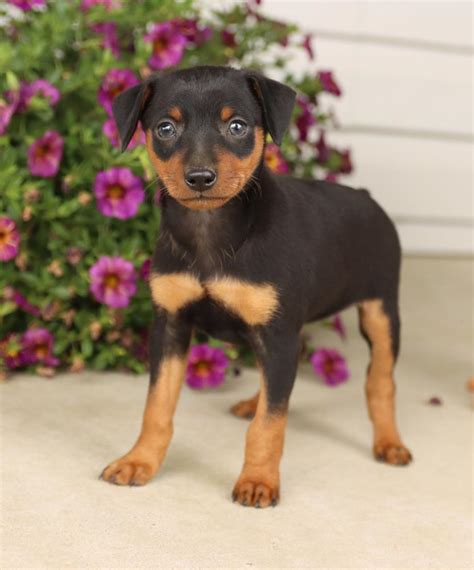 Miniature Pinscher Puppies For Sale Buckeye Puppies