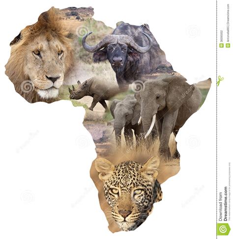 African Big Five Stock Photography 62287526