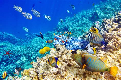 Animals Fish Underwater Wallpapers Hd Desktop And
