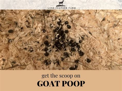 Goat Poop Chart The Scoop On Poop — Lone Feather Farm