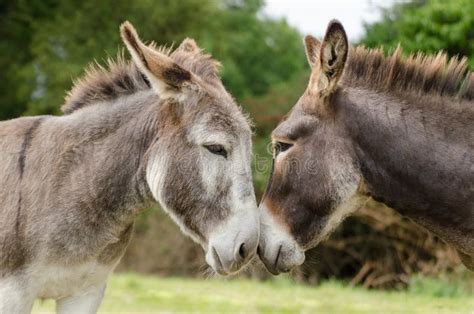 Two Donkeys Love Stock Photos Free And Royalty Free Stock Photos From