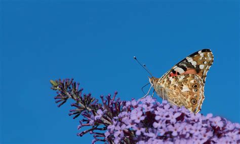 Big Butterfly Count 2020 The Results Butterfly Conservation