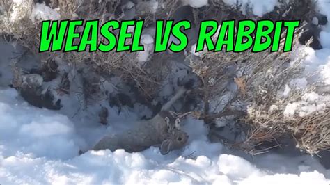Weasel Kills A Rabbit Youtube