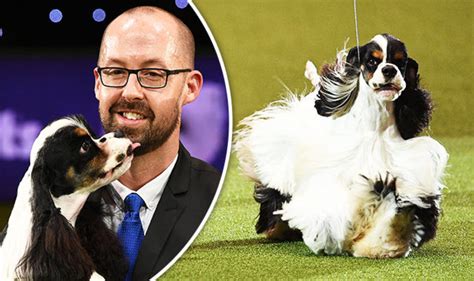 American express(xxvidvideocodecs.com) is one of the famous and reputed amer. Crufts 2017: Best in Show won by American Cocker Spaniel ...