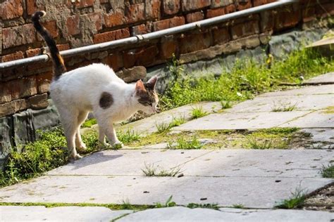Cat Spraying And Urine Marking Cat World