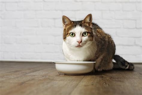Not only that, but they will. The 25 Best Senior Cat Food for Older Cats of 2020 - Cat ...