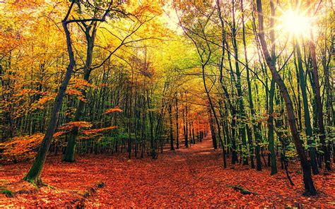 3840x2400 Autumn Leaves Fall Tree Forest Nature Ultra 1610