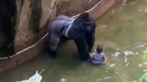 Expert Shooting Harambe The Gorilla Was Only Decision At Cincinnati