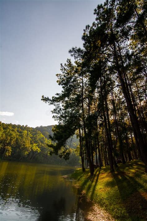 Landscape Of Pine Trees Near The Reservoir Stock Photo Image Of Tree
