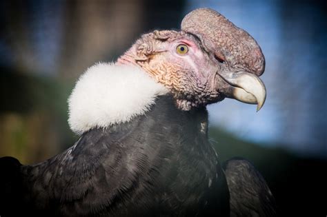 Top 6 Interesting Facts About Andean Condor Jungle Tracks