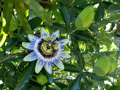 14 Deliciously Edible Vines For Your Yard Passion Fruit Plant