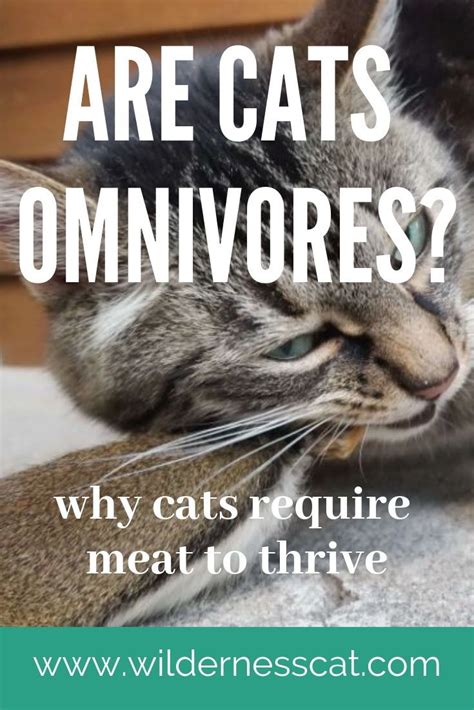 Are Cats Omnivores Heres The Reason Cats Must Eat Meat To Survive