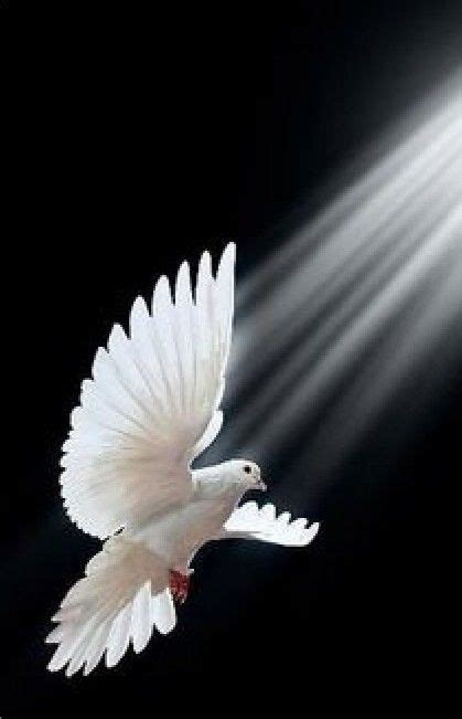 11 Best Holy Spirit Images In 2020 Holy Spirit Beautiful Birds Dove