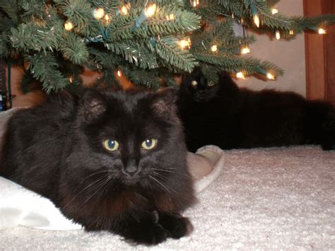 Black Cat Christmas Dc