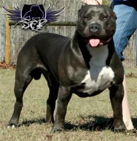 Blue Male Pitbulls Xl And Xxl Blue Pitbull Malessouth East Pits