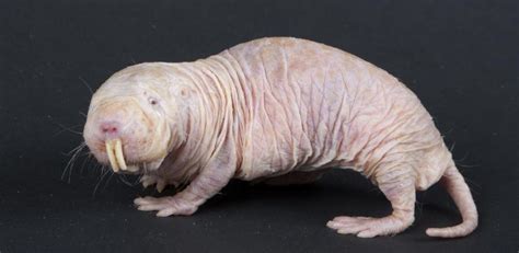 Secrets Of Naked Mole Rat Cancer Resistance Unearthed — Ivao