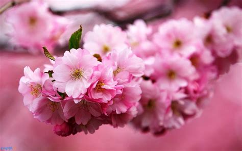 Gambar Bunga Sakura Saat Musim Semi Bunga Sakura Saat Musim Semi
