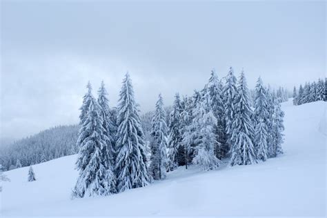 Snowy Pine Trees And Foggy Sky Stock Photo Image Of Snow Foggy