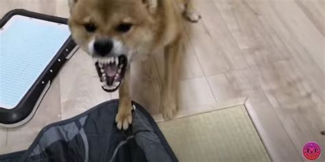 『超凶暴化』した柴犬が、施設に来ただけで最高の笑顔に！？ わんちゃんホンポ
