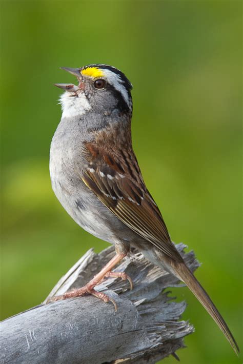 White Throated Sparrow Zonotrichia Albicollis