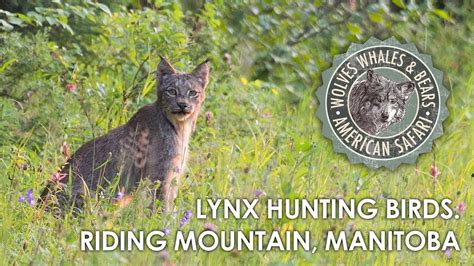 Lynx Pouncing And Hunting Birds By The Roadside Manitoba Youtube