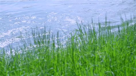 The Grass On The River Bank Stock Footage Video 3992524 Shutterstock