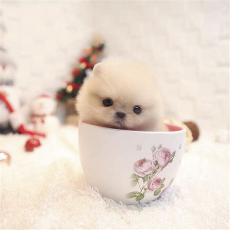 Starla Teacup Pomeranian Tiny Teacup Pups Designer Puppies 1 323