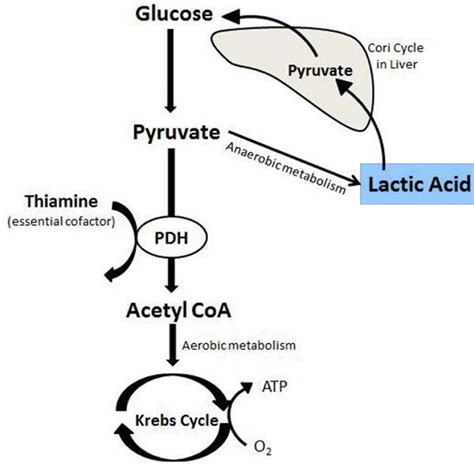 Lactic Acidosis Causes Symptoms Lactic Acidosis Treatment