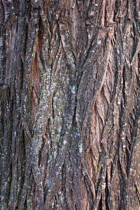 Free Images Tree Nature Forest Branch Wood Texture Leaf Trunk