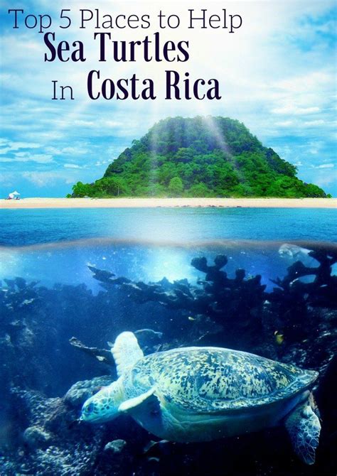 The Top 5 Places To Help Sea Turtles In Costa Rica