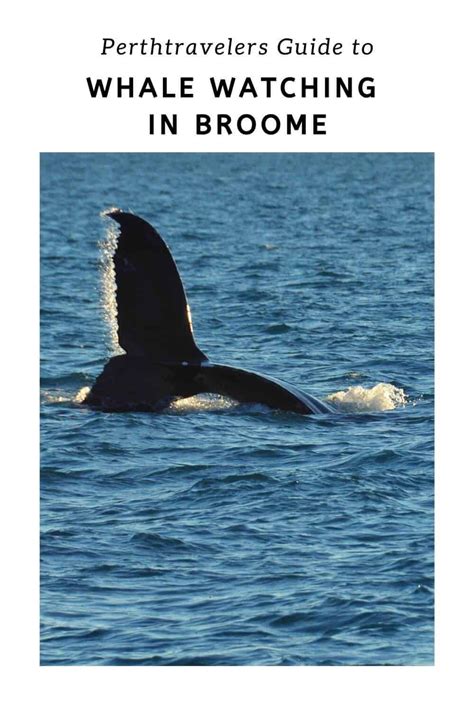 The Best Broome Whale Watching Tour 2020 in 2020 (With images) | Whale