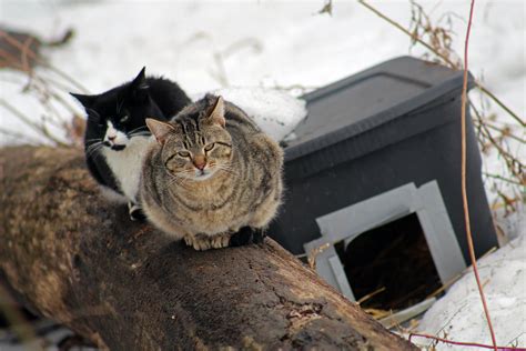 Morningside Cats On A Log Harry Shuldman Flickr