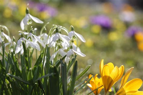 Pierwsze kwiaty wiosny - 3 intrygujące rośliny - Urocznica.pl