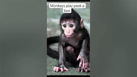 Monkeys Play Peek A Boo Youtube