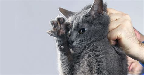 Pledge To Go Scruff Free International Cat Care