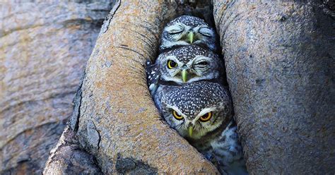 Majestic Owls Caught On Camera By Thai Photographer Sai Smith