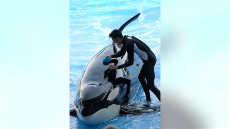 Seaworld Deeply Saddened Peta Outraged By Death Of Kayla The Orca