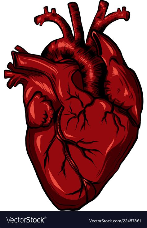 Affordable and search from millions of royalty free images, photos and vectors. Real biology human heart red Royalty Free Vector Image