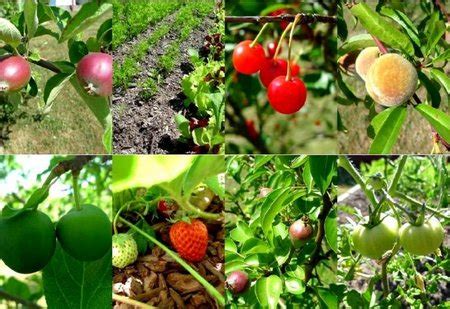 Which Garden Is Perfect For You?