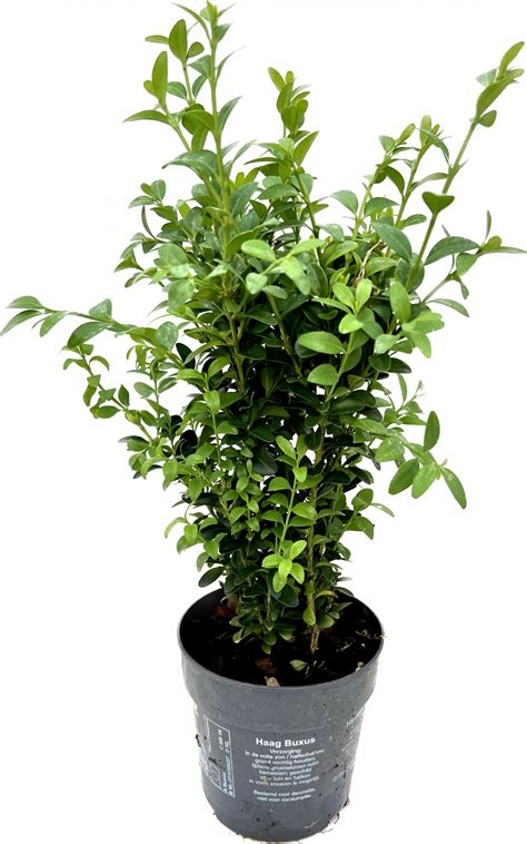 Buxus Sempervirens Výška 20cm Kontejner H12