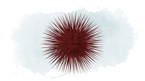 Collection Of Png Sea Urchin Pluspng
